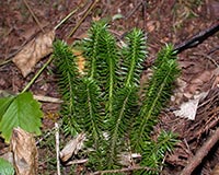 Shining Clubmoss